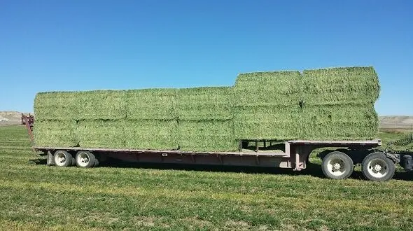 افزایش 40 درصدی قیمت جو و 30 درصدی قیمت یونجه با قطع ارز مبادله‌ای