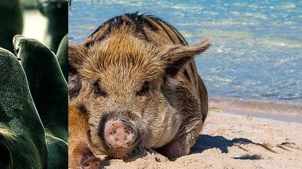 مکان هایی که حیوانات در آنجا فرمانروا هستند! عکس های دیدنی 