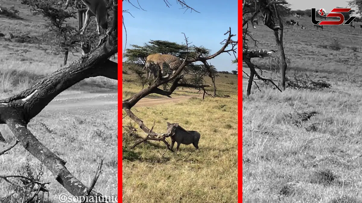 فیلم تلاش مادر گراز برای نجات توله اش از چنگال پلنگ