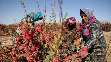 پایتخت زرشک جهان در قلب ایران / فیلم