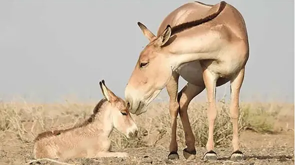 یک خبر خوش درباره گور ایرانی