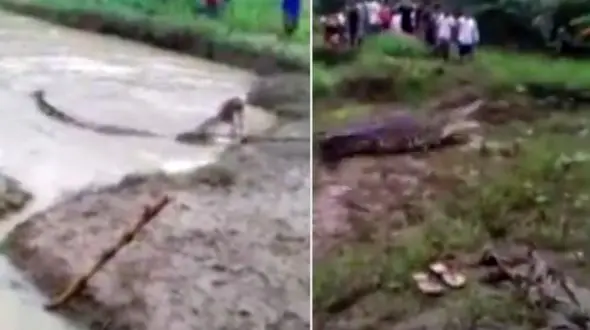 حمله وحشتناک کروکودیل غول پیکر به شالیزار + فیلم و عکس