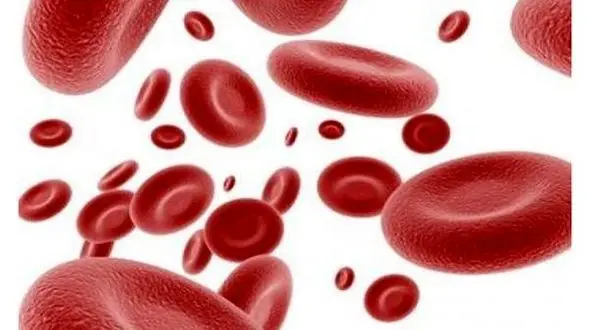 تولید تخمک به کمک سلول های خونی محقق شد