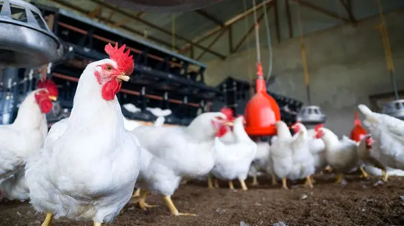 کرونا مرغ های مازندران را چاق کرد