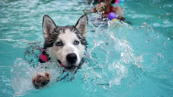 نکات مهم برای حیوانات خانگی در تابستان