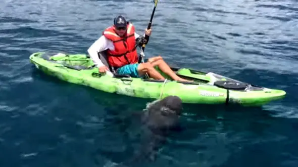 فیلم فرار ماهیگیر کایاک سوار از دست شکارش / نزدیک بود خودش طعمه کوسه ها شود + عکس