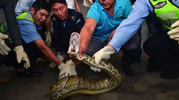 وحشت از مار بزرگ در استخر یک مجتمع! / همه شوکه شدند ! + فیلم / چین