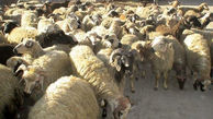 فیلم جالب از رژه منظم گوسفندان / باورنکردنی