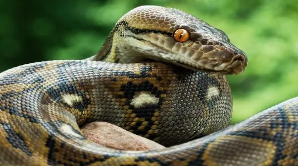 بامزه ترین فیلم از ماری وحشتناک با کلاه بابانوئلی