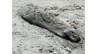 کشف لاشه یک فک خزری در ساحل رودسر