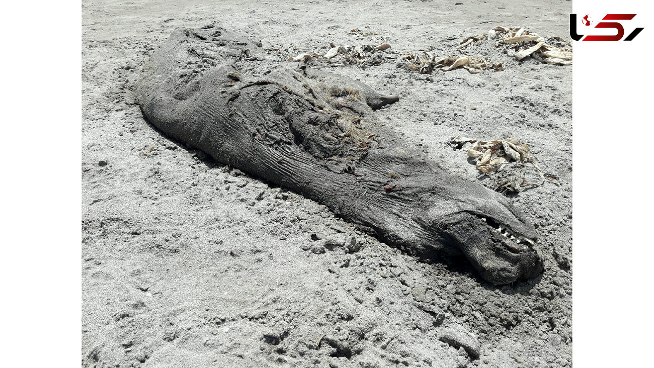 کشف لاشه یک فک خزری در ساحل رودسر