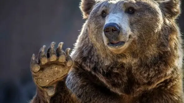 در مواجهه با خرس و گراز این رفتارها مرگبار است! 