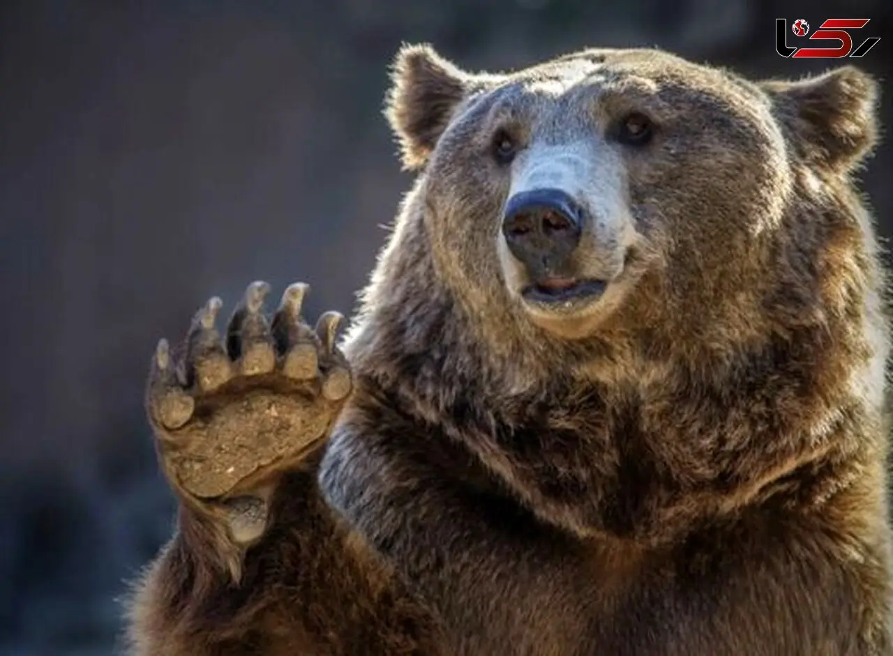 در مواجهه با خرس و گراز این رفتارها مرگبار است! 