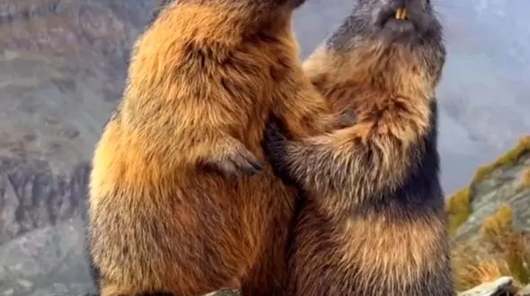 دو چهره از حیات وحش / عقاب و سنجاب های مارموت