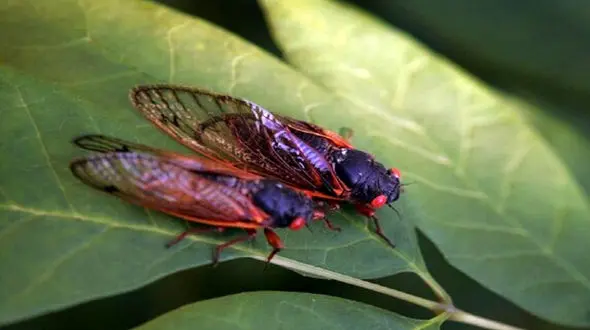 حشره منزوی را بشناسید 