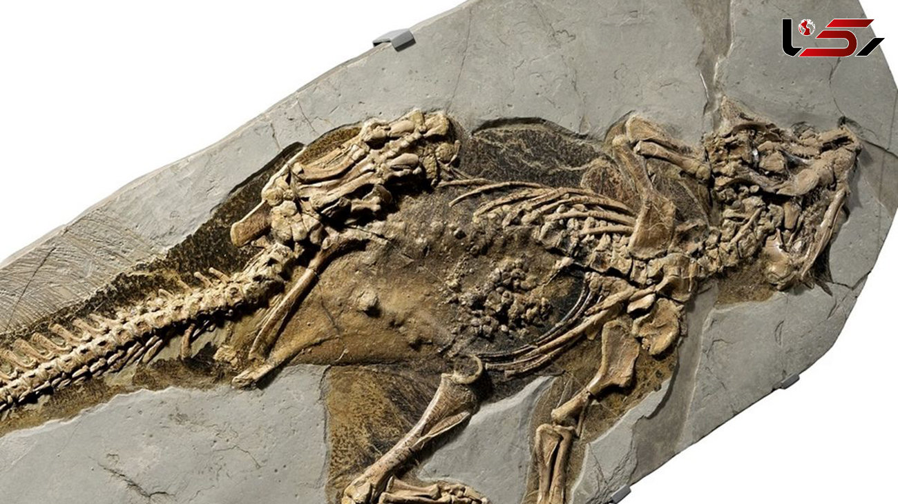 کشف ناف دایناسور در یک فسیل + عکس