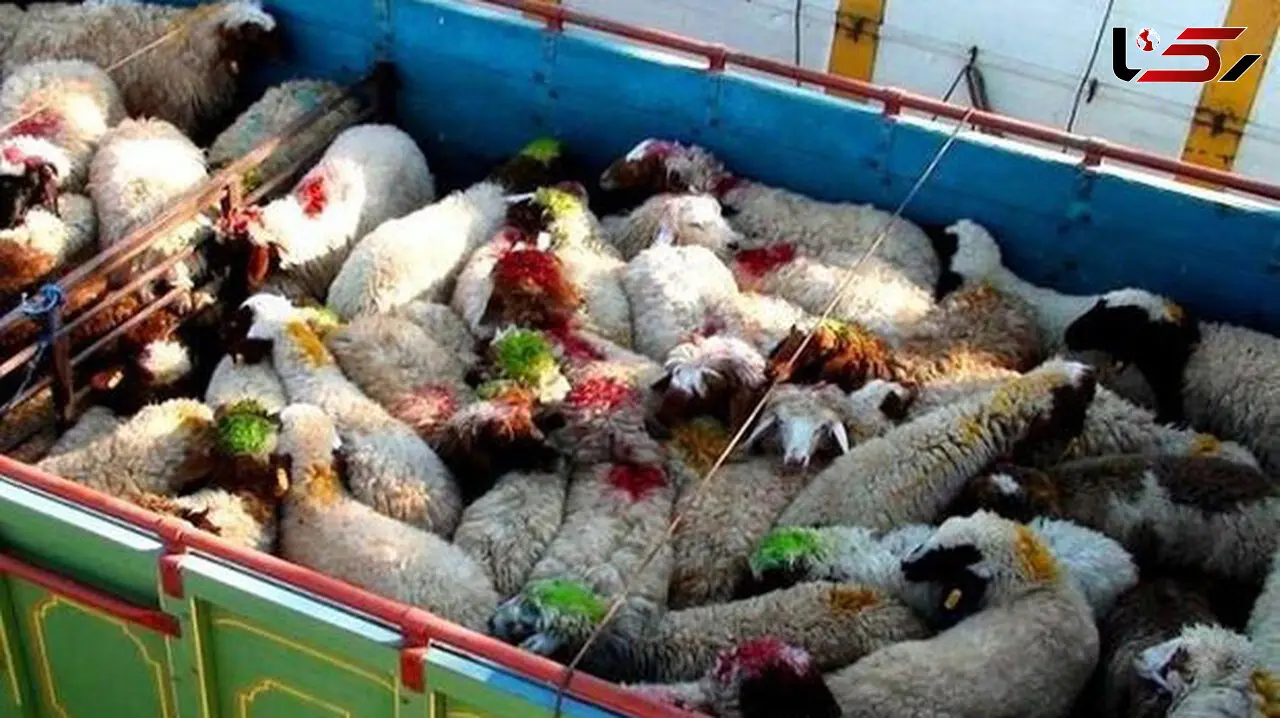 کشف ۲۵ راس احشام قاچاق در دهلران 