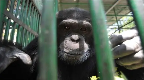 چرا گوریل‌ها به سینه خود مشت می زنند؟!