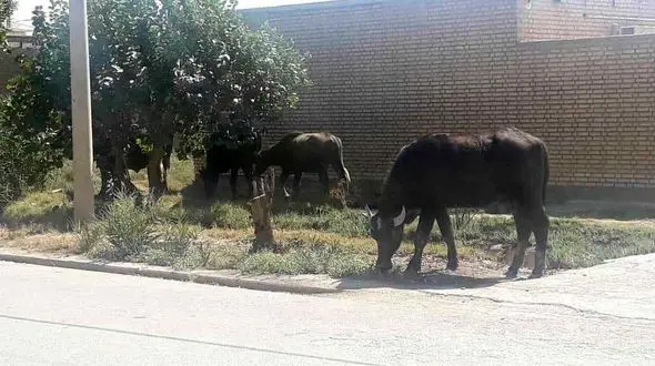 جولان گاو میش ها در خیابان های آبادان + تصاویر