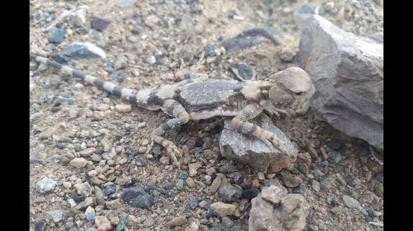 سوسمار سر وزغی در سیستان و بلوچستان دیده شد + عکس