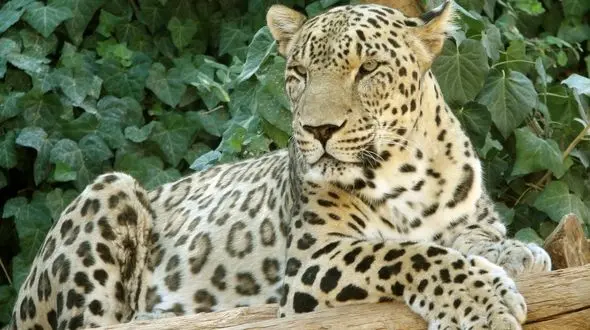 مرگ سریالی پلنگ ها در ایران / عملکرد مردود دولت در نگهداشت گونه های در معرض انقراض کشور