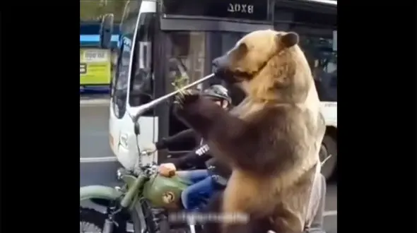 فیلم شیپور زدن خرس بزرگ وسط خیابان ! / عجیب اما واقعی !