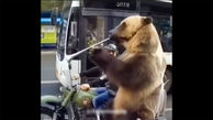 فیلم شیپور زدن خرس بزرگ وسط خیابان ! / عجیب اما واقعی !