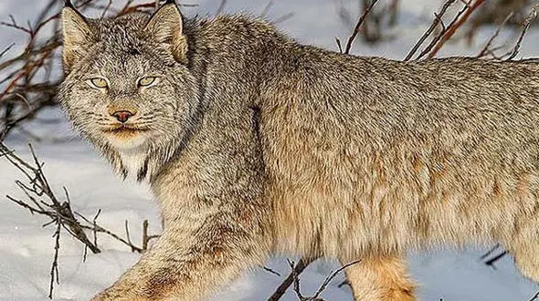 برخورد مناسب یک روستایی با شکارچی حیواناتش