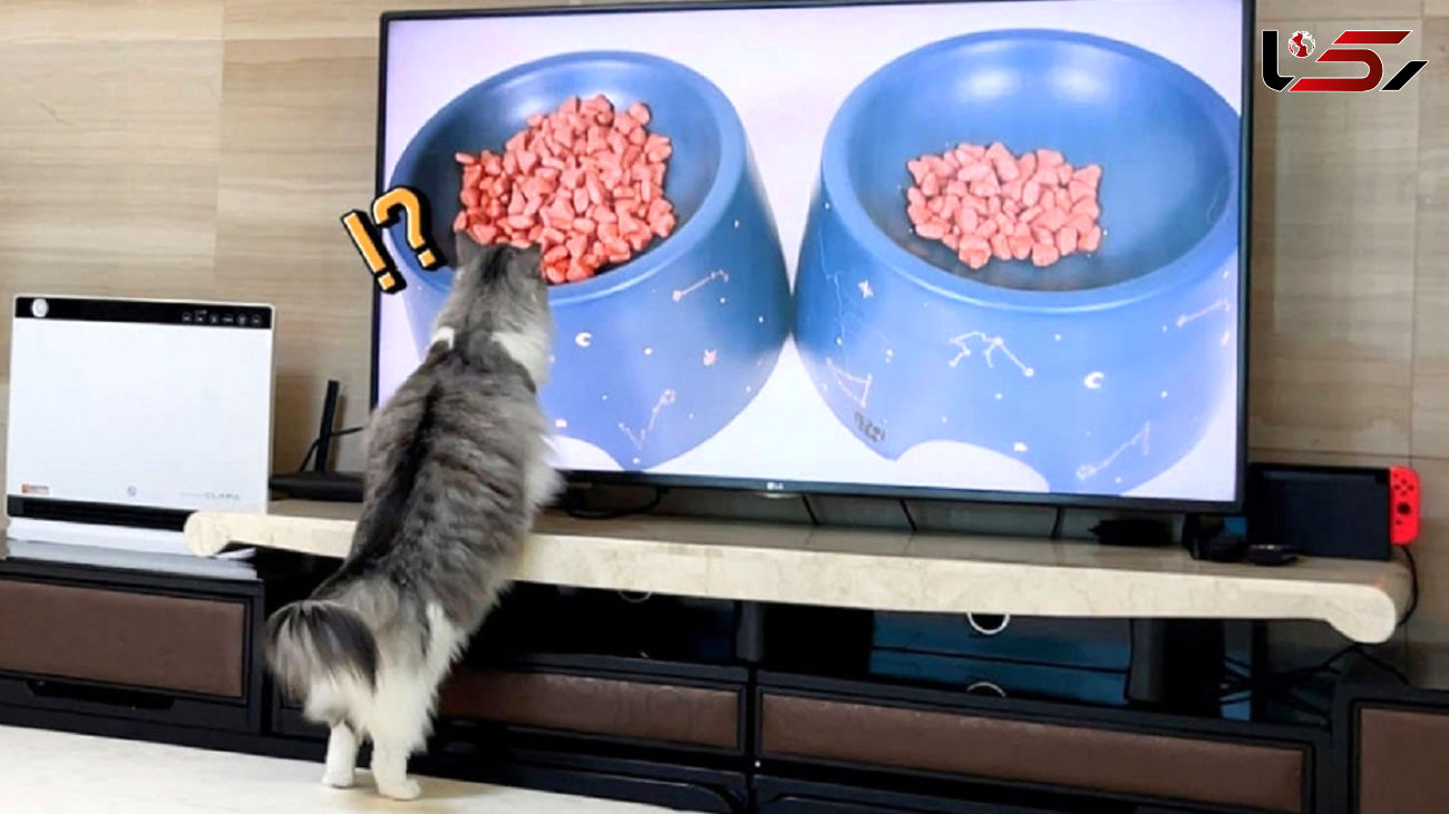 تلویزیون یک گربه را غافلگیر کرد + فیلم
