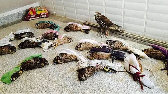 کشتار بی رحمانه 30 پرنده وحشی در خوسف / 4 شکارچی به دام افتادند