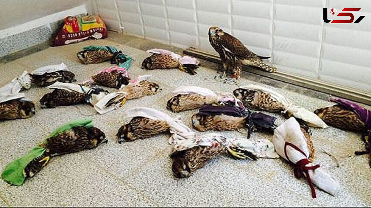 کشتار بی رحمانه 30 پرنده وحشی در خوسف / 4 شکارچی به دام افتادند