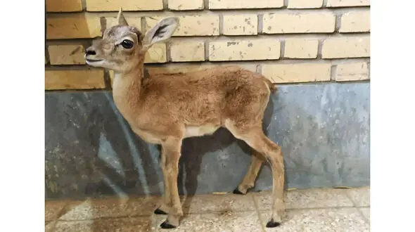 بره میش وحشی مهمان خانه مرد زواره ای شد