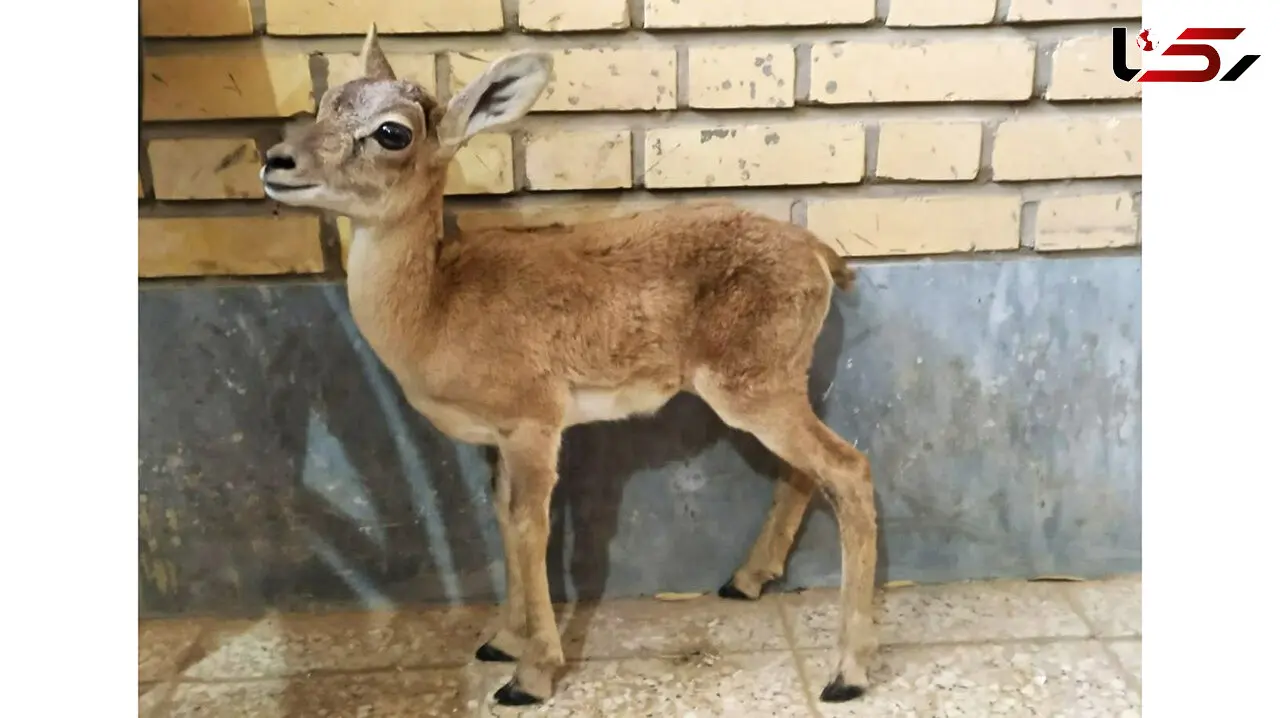 بره میش وحشی مهمان خانه مرد زواره ای شد
