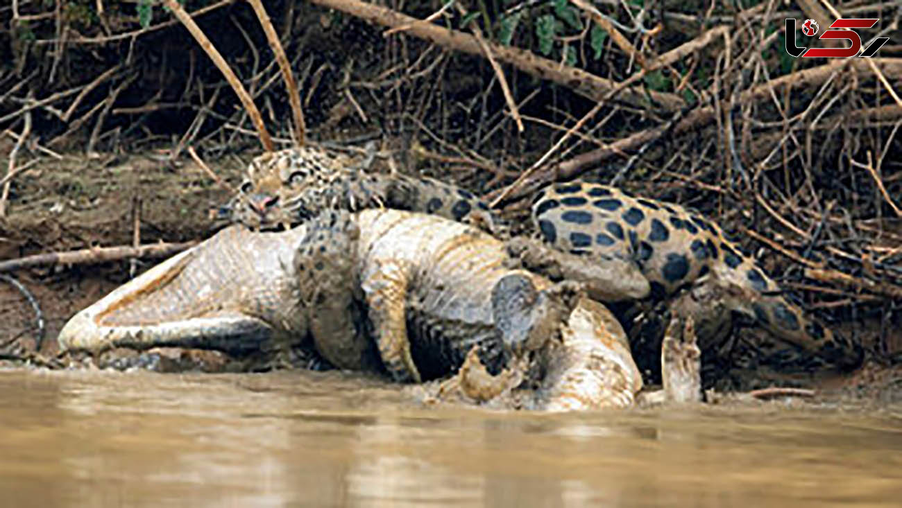 وقتی شکارچی ترسناک شکار می‌شود /  تقلای تمساح در چنگال جگوار ! + عکس هوش پران