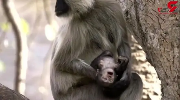 فیلمی دردناک از اشک های میمون مادر برای فرزندش