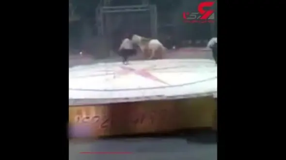 درگیری وحشتناک دو ببر با یک اسب سیرک + فیلم