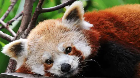 حرکت جالب راکون سرخ در زمان احساس خطر + فیلم 