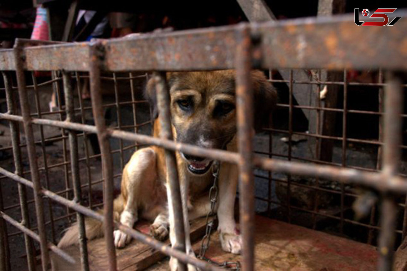 فاجعه در نفرت انگیزترین بازار کشتار سگ ! +فیلم و عکس