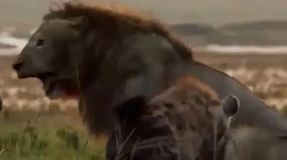فیلم نبرد نفس‌گیر شیر نر با ۲۰ کفتار