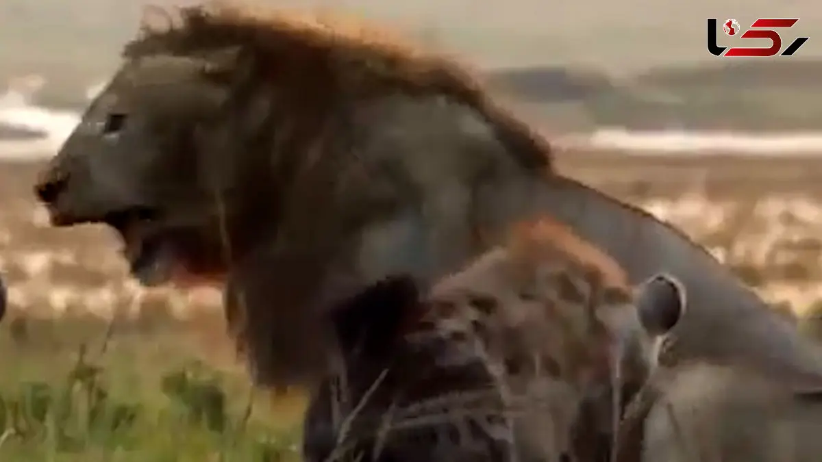 فیلم نبرد نفس‌گیر شیر نر با ۲۰ کفتار
