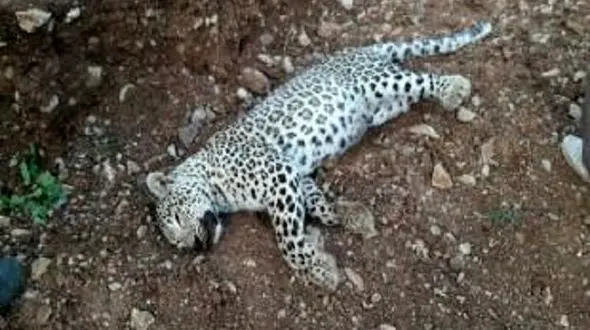 پلنگ دنا تلف شد