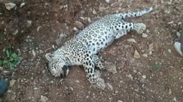پلنگ دنا تلف شد