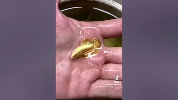 فیلم/ صید حیرت انگیز و باورنکردنی یک ماهی طلایی کوچک 