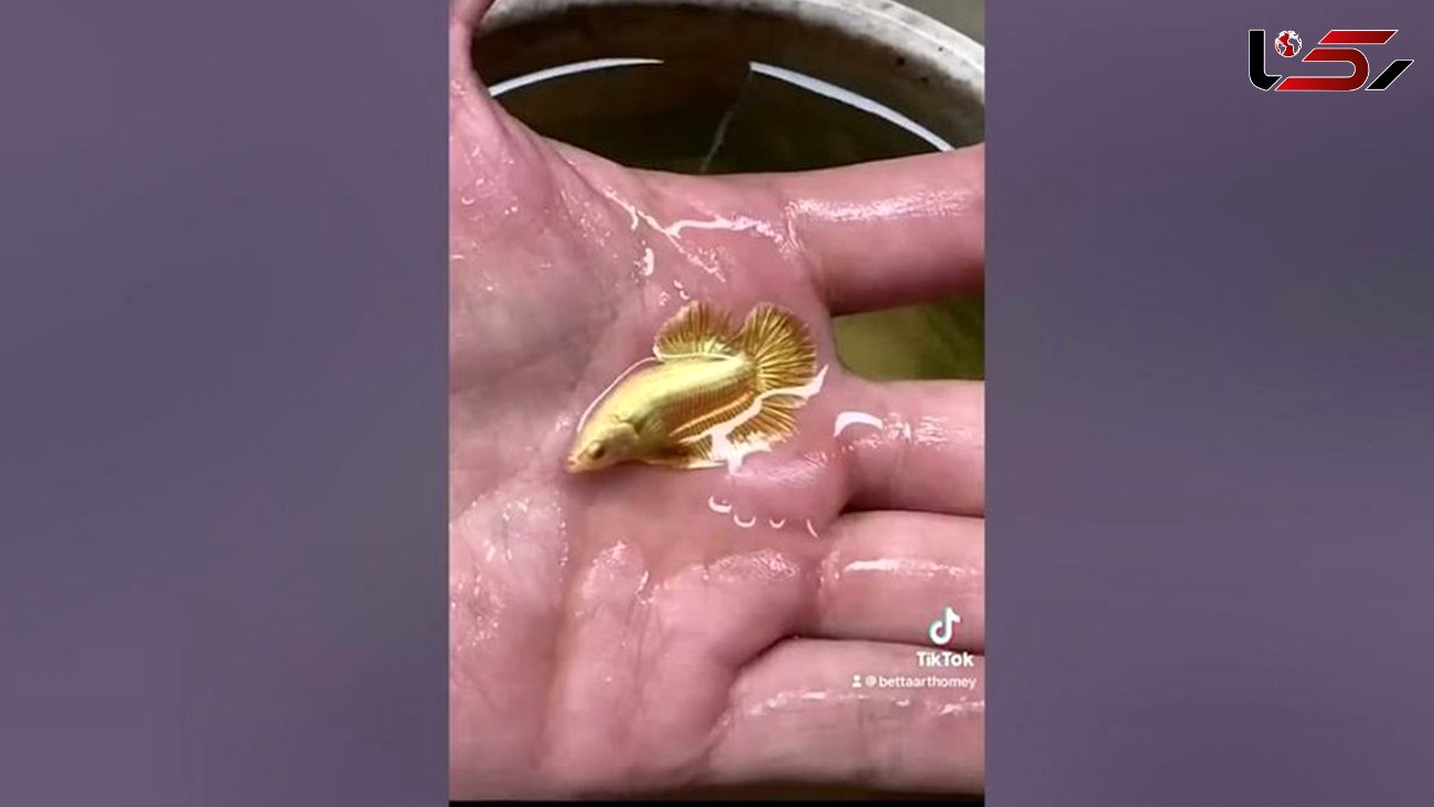فیلم/ صید حیرت انگیز و باورنکردنی یک ماهی طلایی کوچک 