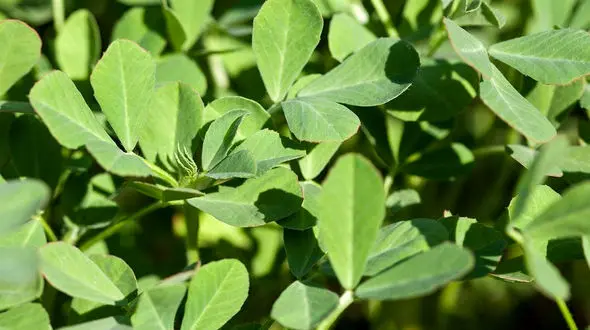 مشکلات موهات با این گیاه ارزان قیمت حل میشه