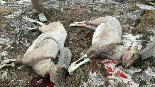 عکس های تلخ از یک رفتار غیرانسانی در مهران / همه شوکه شدند