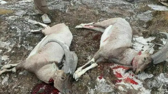 عکس های تلخ از یک رفتار غیرانسانی در مهران / همه شوکه شدند