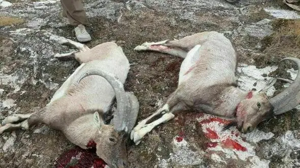 عکس های تلخ از یک رفتار غیرانسانی در مهران / همه شوکه شدند