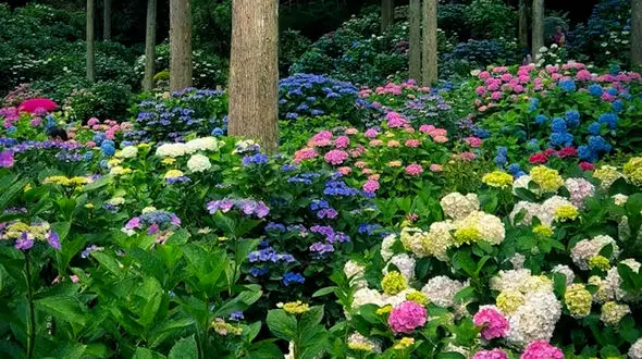 زیبایی ببینیم/ فیلم چشم نواز از دل طبیعت