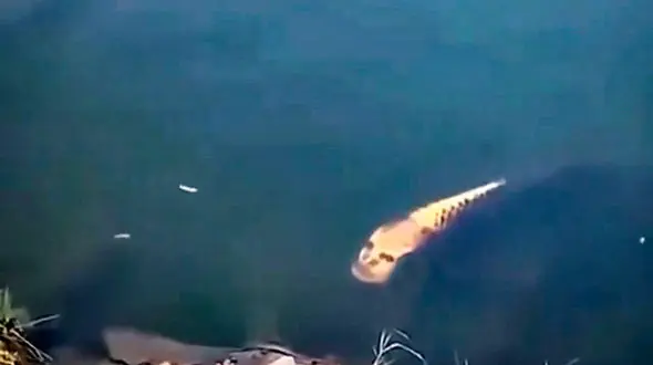 صورت این ماهی شبیه به انسان است + فیلم 